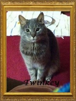 Twinkey Willow. 2010-2015